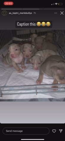 Beautiful American Bully Pups in London