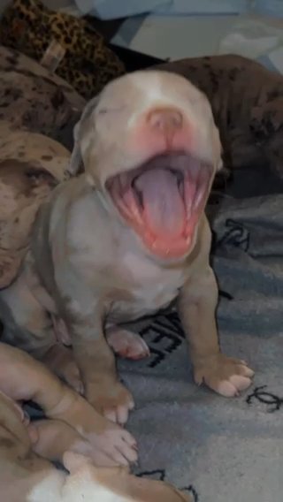 Standard American Bully Puppies in Birmingham