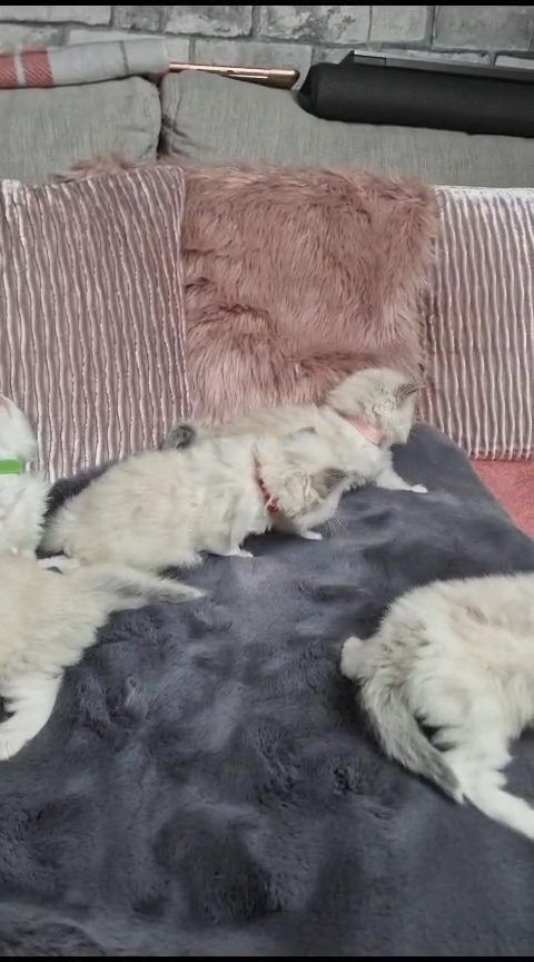 LAST BOY Available -Luxury European line Ragdolls - Excellent PEDIGREE in Coventry