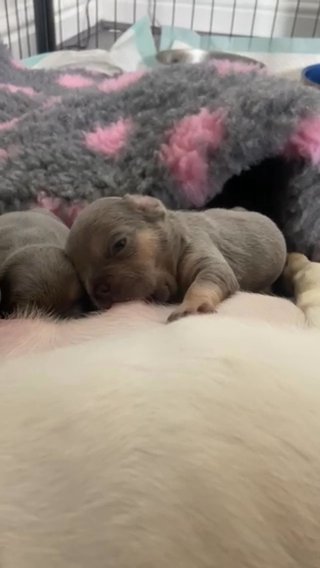 SOLD!! ⭐️ Quality French Bulldog Puppies ⭐️ in Chorley