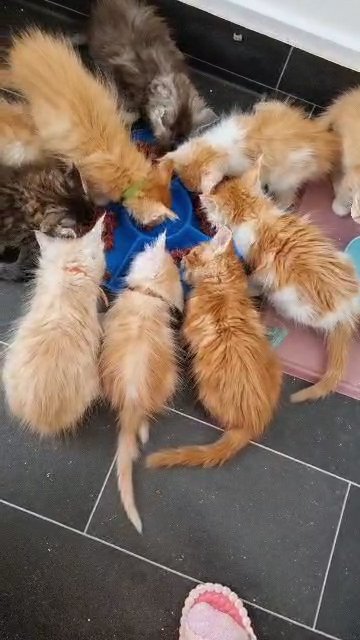Beautiful Purebred Maine Coon kitten in London