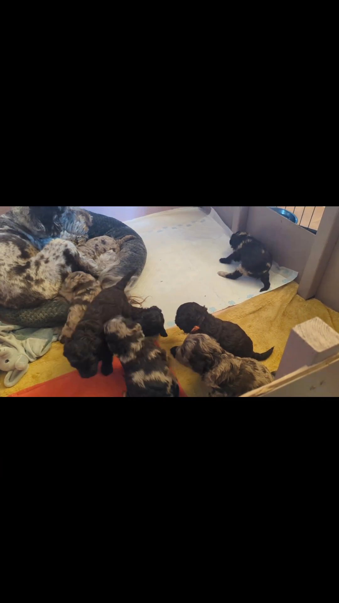 Stuning Cockapoo Puppies Available in Southampton