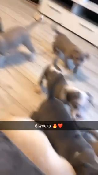 American Bully Pups in Dundee