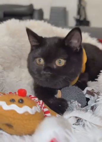 Chunky Dark Female British Shorthair in Birmingham