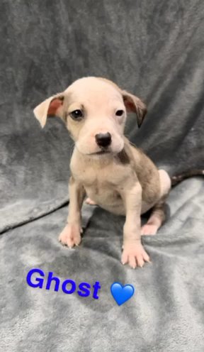 Staffordshire bull terrier Puppies in Bradford