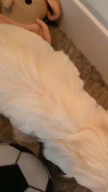 adorable tiny Maltese puppy's  ready  now Tiny Maltese puppies  1 boy left champion bloodline in Barnsley