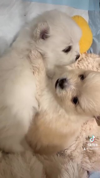1 Purebred Quality Pomeranian Female Left in London