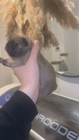 Big Rope Fluffy Carrying French Bulldog in Wrexham