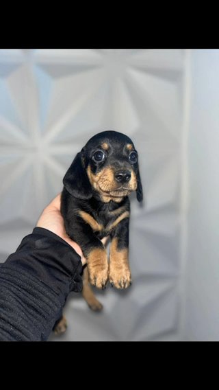 Miniature Dachshunds Black And Tan One Female One Male in Hampshire