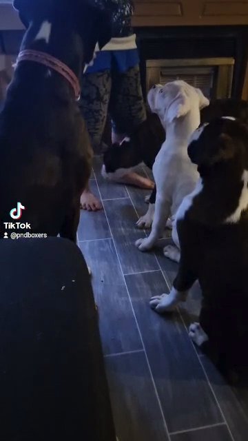 Boxer puppies 15 weeks old in London