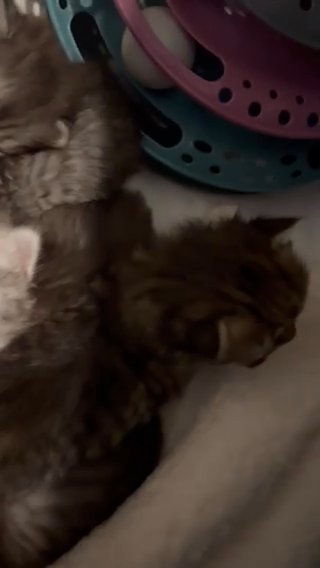 Chinchilla Persian Kittens in Colchester