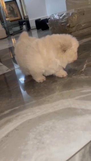 Chow Chow Puppies in Bury