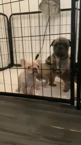 French Bulldog Puppies in Chorley