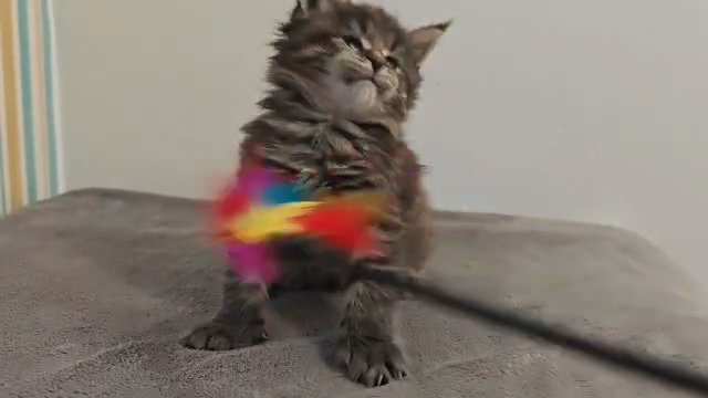 Maine Coon LAST BOY shaded line EU in Wakefield