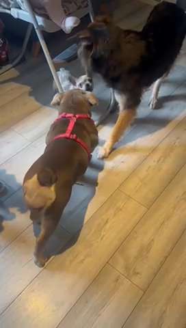 Female English Bulldog in Birmingham
