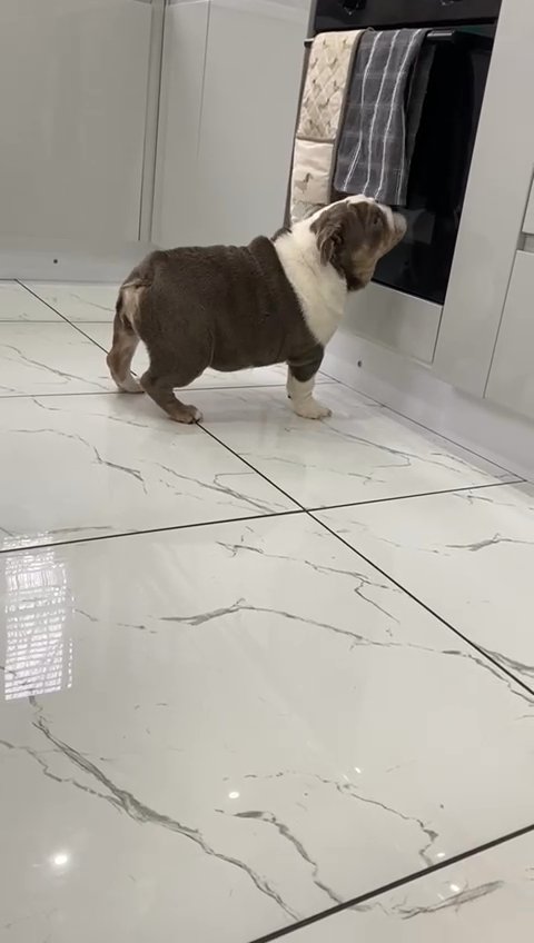 Male British Bulldog Puppy for sale in Tameside