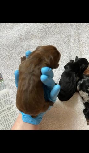 Beautiful Litter Of Dachshunds in Hampshire