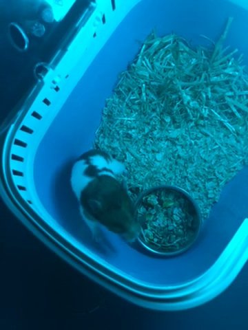 Syrian Hamster With A Large Cage Comes With Accessories in London
