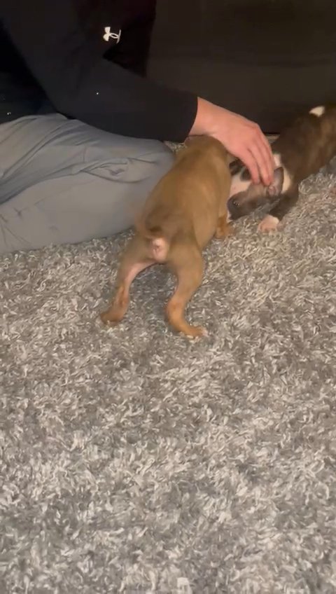 Taz: Red English Bull Terrier Pup in Glasgow