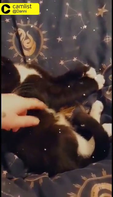 kitten in Nuneaton & Bedworth