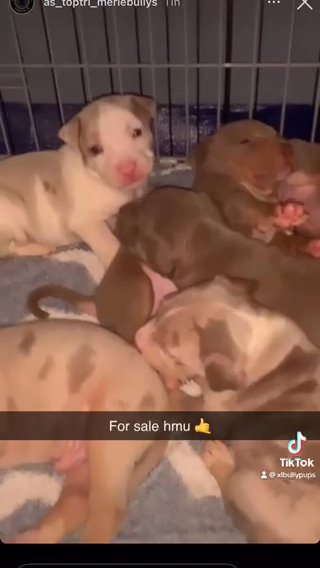 Stunning Merle And Lilac Tri Pups in London