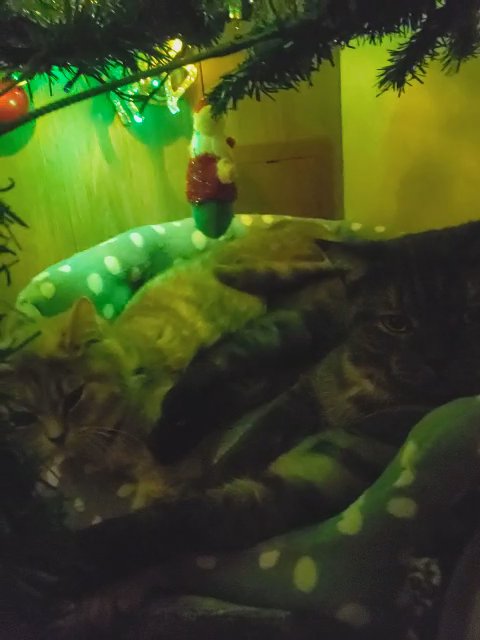 Wanted- British Shorthair Male in Central Bedfordshire