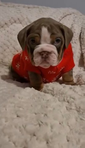 English Bulldog Last Girl Lilac/tan Kc Reg in Manchester