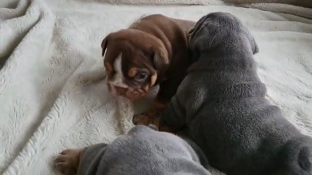 English bulldog puppy KC registered in Leicester