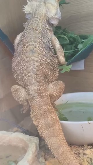 Beady The Bearded Dragon in Staffordshire