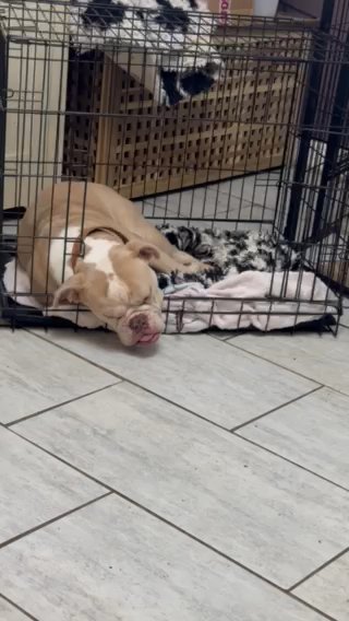 Olde English Bulldog in London