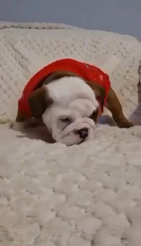 English Bulldog Red/white Girl Both Parents Silver Health Tested in Manchester