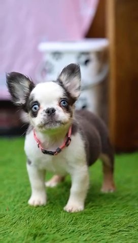Visual Husky Females Carrying Pink & Testable in Chelmsford