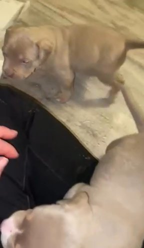 American Bully Puppys in Wolverhampton