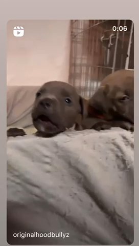 American Bully Pups in Bradford