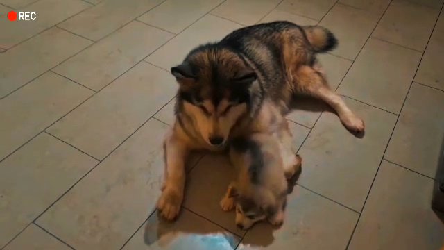 Alaskan Malamute KC ***Reduced price*** New year special in Manchester