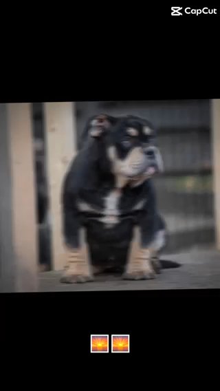 Grand Champ McLovin Pups Available Micro Bully in Wakefield