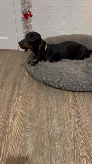 Dachshund in Manchester