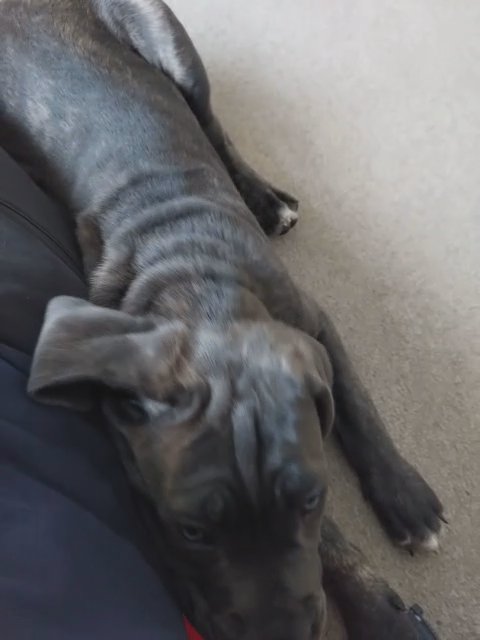Cane Corso puppy Potty-House-Leash-Basic trained in London
