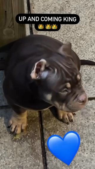 ABKC Male Pocket Bully (MUST READ) in Blackburn with Darwen