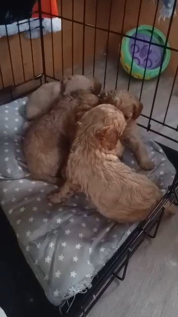 Cavapoo puppies one available in Kent