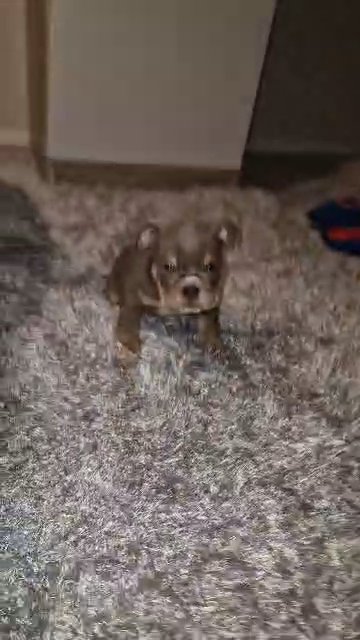 English bulldog in Swansea