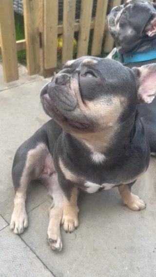 Female French Bulldog in Birmingham