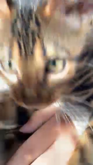??Luxury 5th Gen Pedigree Royal Glitter Bengal?? in Birmingham