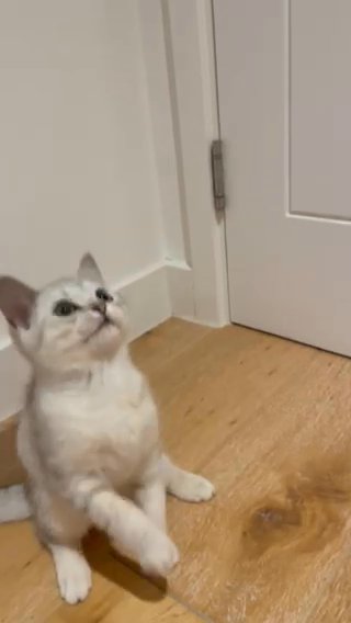 Champion Blood Bsh Bsc Kittens in London