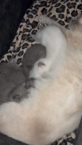 Stunning Ragdoll Kittens Rag Doll in Sheffield