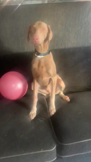 Pink Doberman in Portsmouth