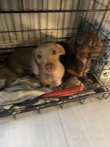 Two Male Miniature Daschunds 1yr Old in London