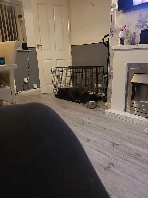 6 month old bear in Wakefield
