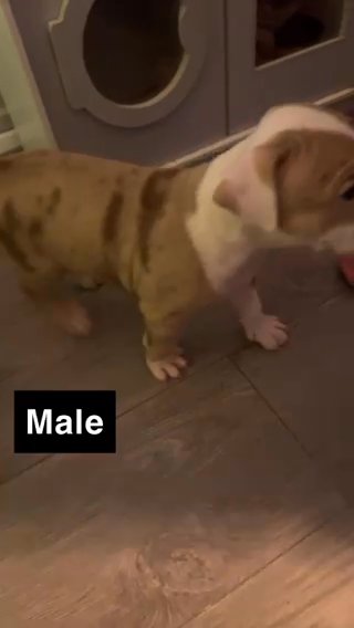 10x American Bully in Birmingham