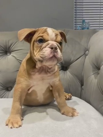 READY NOW! Stunning Chunky Male Lilac Fawn Tri English Bulldog in Preston